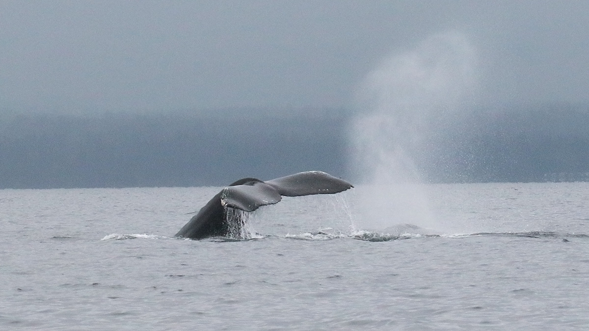 Canadareis Hans & Gina Mom - Whale watching by zodiac